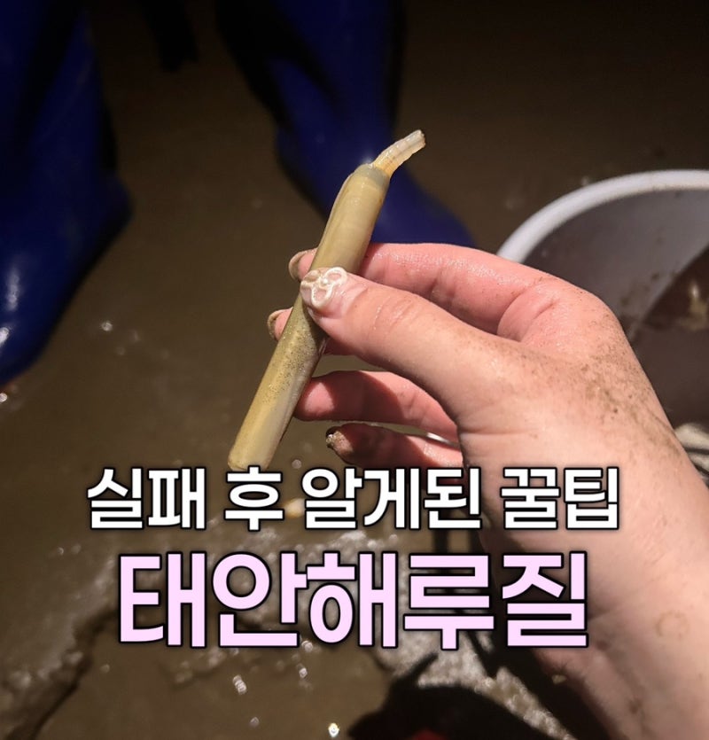 [태안] 태안 갯벌체험 물때표 보는방법, 태안 해루질 포인트 꿀팁