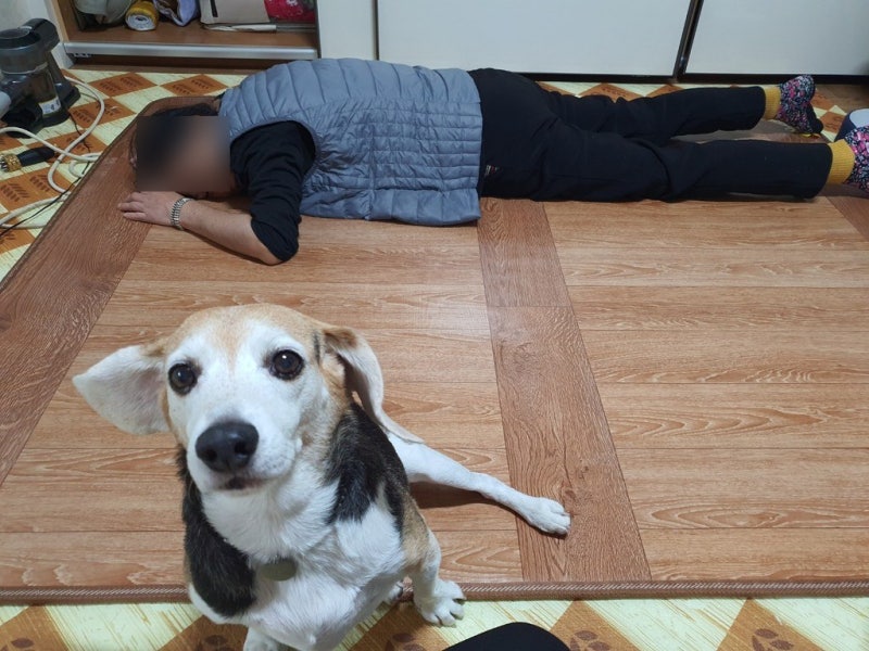 2인용 전기장판 추천｜한일의료기 탄소우드 직접 써보니