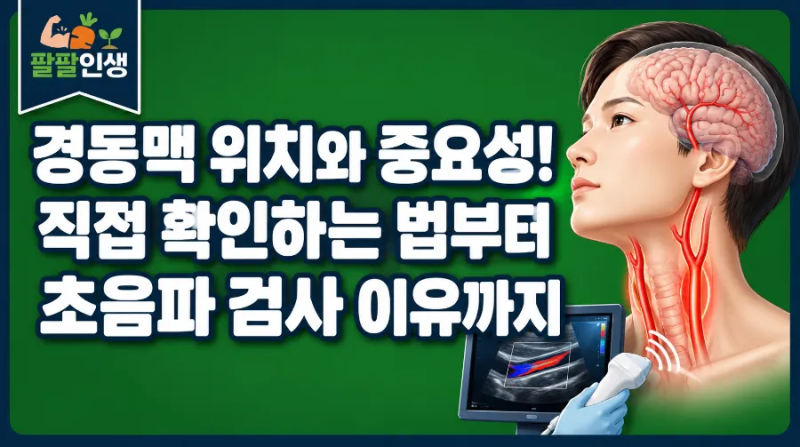 경동맥 위치와 중요성! 직접 확인하는 법부터 초음파 검사 이유까지