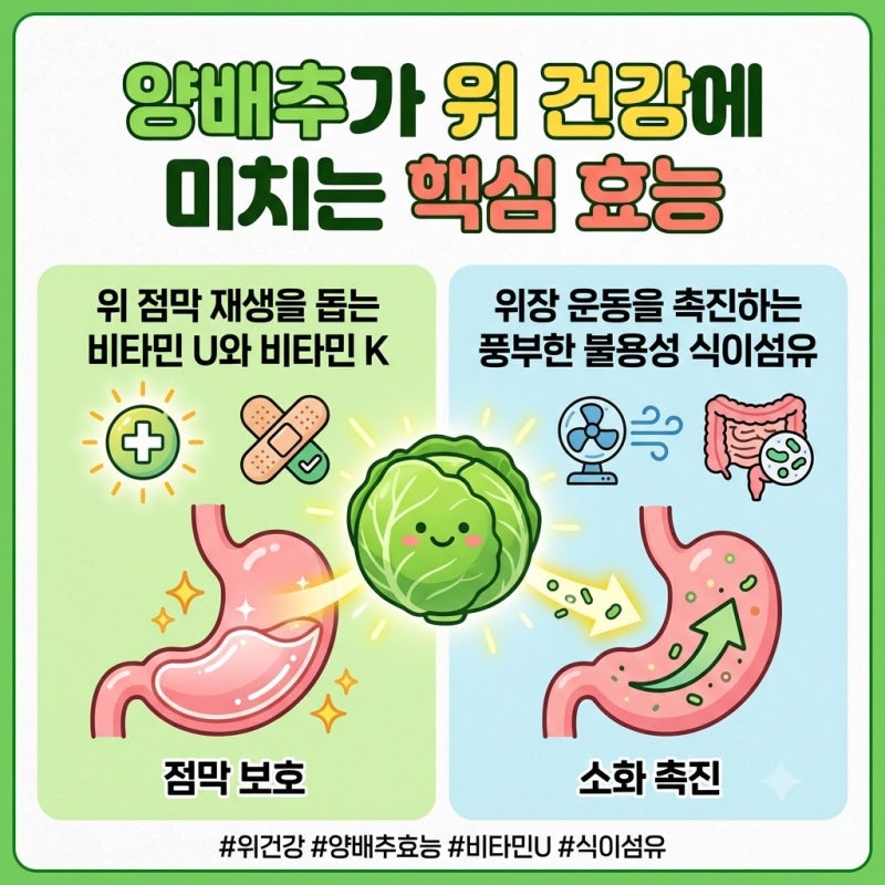 양배추 효능과 올바른 섭취법 생양배추와 찐양배추 차이점 총정리