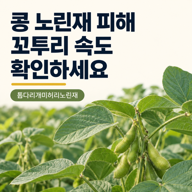 콩 노린재 피해, 잎은 무성한데 꼬투리가 비어 있다면?