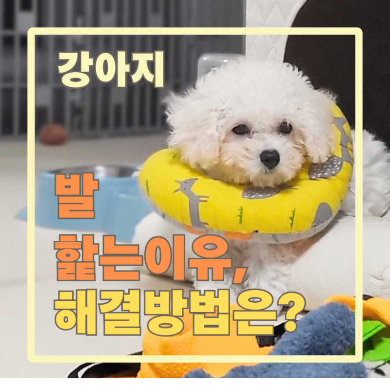 강아지 발 핥던 이유, 병원 가서 알게 된 진짜 이름