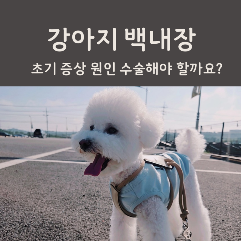 강아지 백내장 초기 증상 원인 수술해야 할까요?