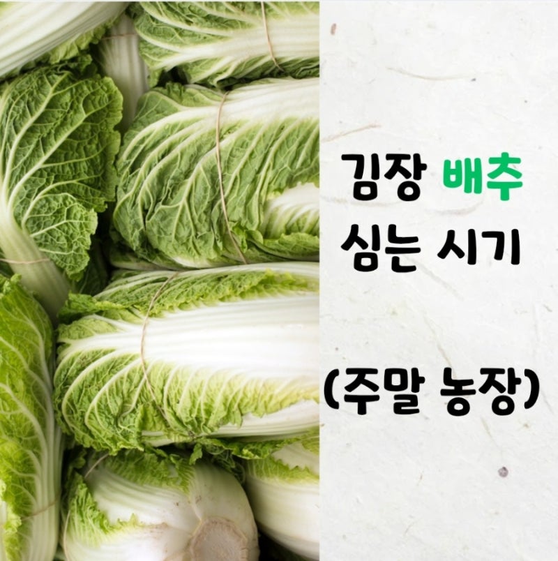 김장 배추 심는시기 , 모종 간격 , 웃거름 주는 시기 | 몇cm 깊이로 심지? (생장점)
