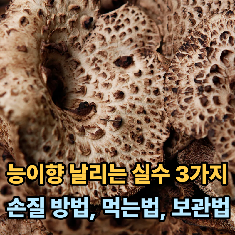 능이 향을 날려버리는 실수 3가지...비싼 능이버섯 제대로 먹는법 손질 방법 보관법