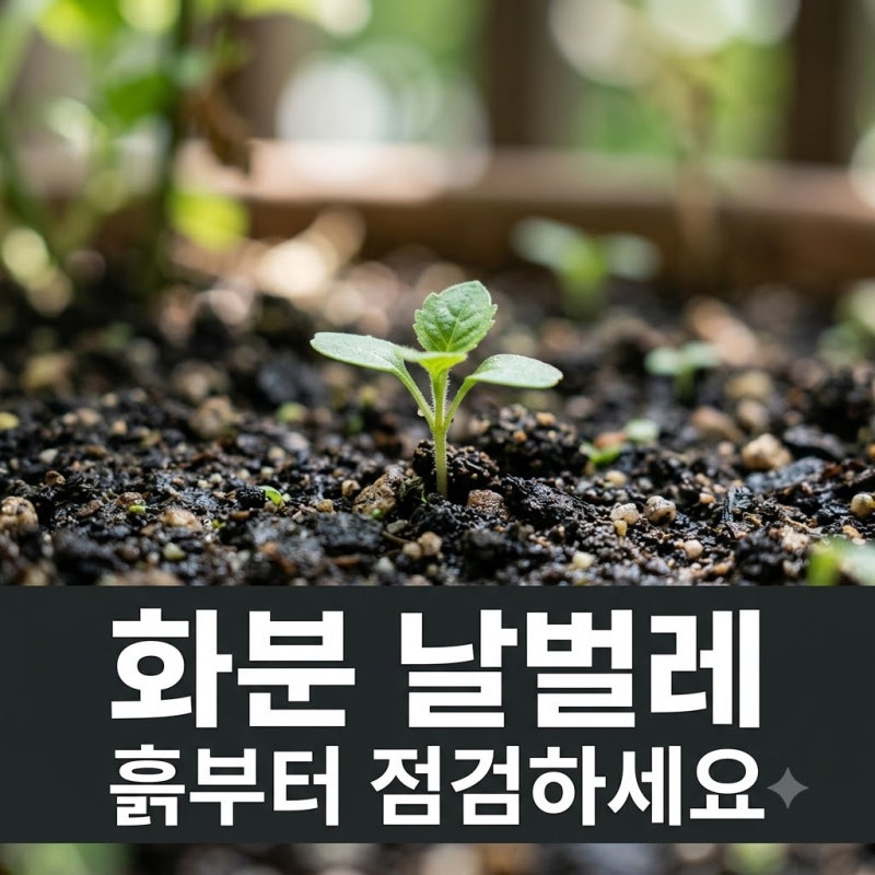 화분 날벌레 퇴치법! 흙 점검과 물주기 습관 3분 완성 가이드
