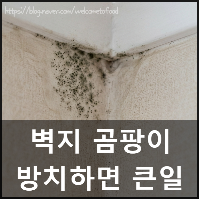 벽지 곰팡이 제거, 원인부터 다이소 제거제까지 총정리