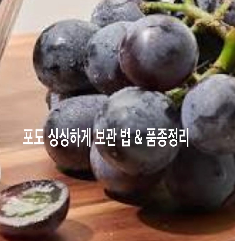 포도 보관할 때 씻는 거 아니죠? 싱싱함 살려서 오래 보관하는 방법