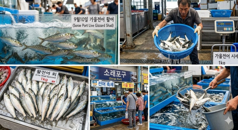 2026년 9월 10일 소래포구 전어 가격 시세 및 가을 활전어 맛집 고르는 팁