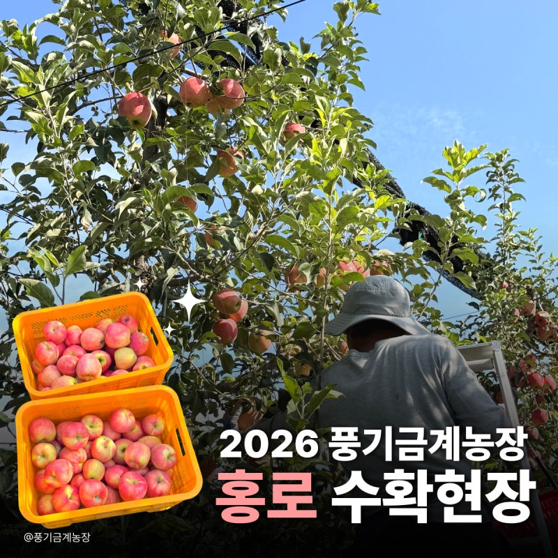 2026 풍기금계농장 홍로사과 수확 현장, 가정용 홍로 사과 판매중! 선물세트 추천