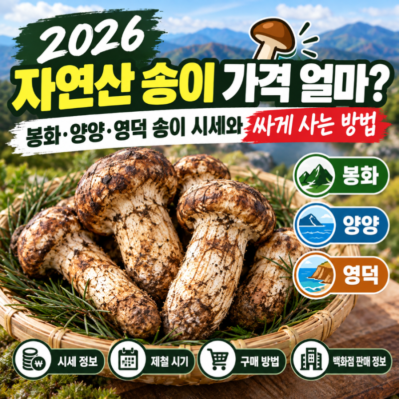 봉화·양양·영덕 자연산 송이, 언제 사야 가장 좋을까? 2026 자연산 송이버섯 시세·구매방법·....