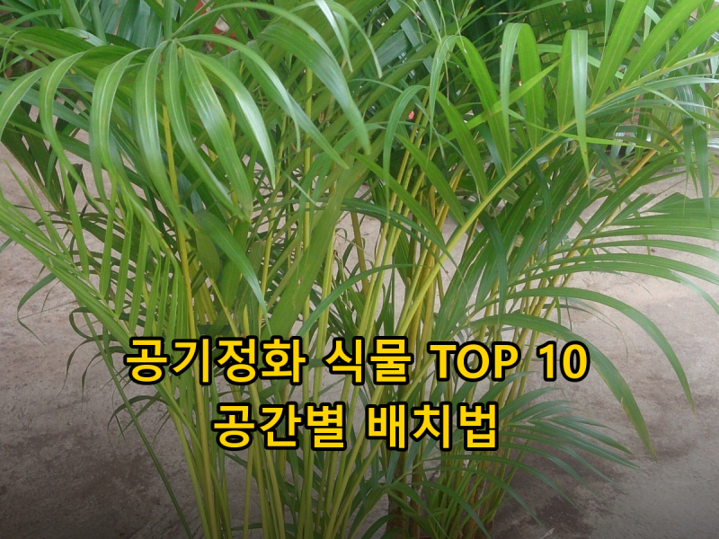 공기정화 식물 순위 TOP 10, 거실·침실·주방 어디에 무엇을 둘까