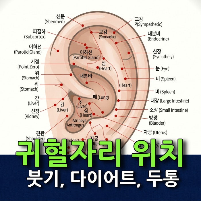 귀혈자리 위치 다이어트 붓기 완화와 두통 해소를 위한 지압점