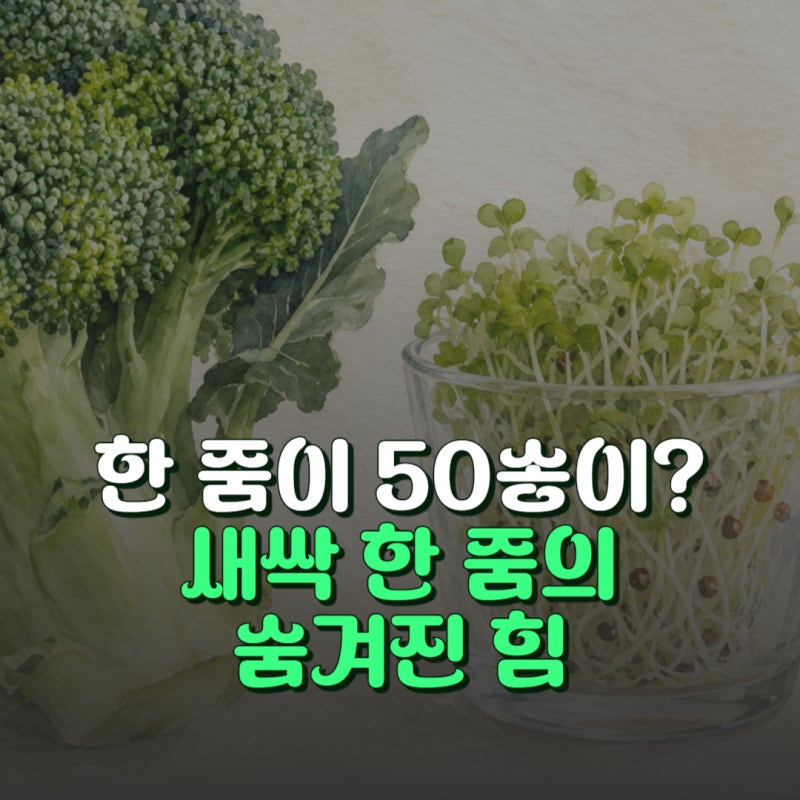 브로콜리 50송이 분량? 브로콜리 새싹 효능 3가지와 영양성분 비교