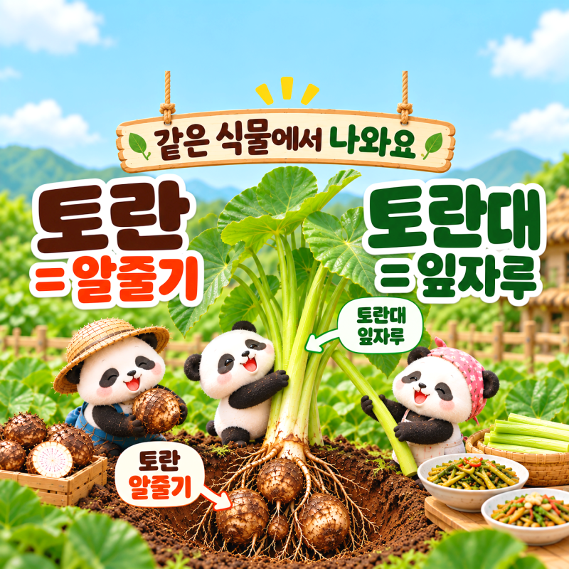 토란 토란대 차이 뭐가 다를까 효능 수확시기 삶는법까지