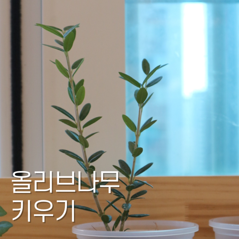 올리브나무 키우기 쉬운 플랜테리어 올리브 화분 키우기
