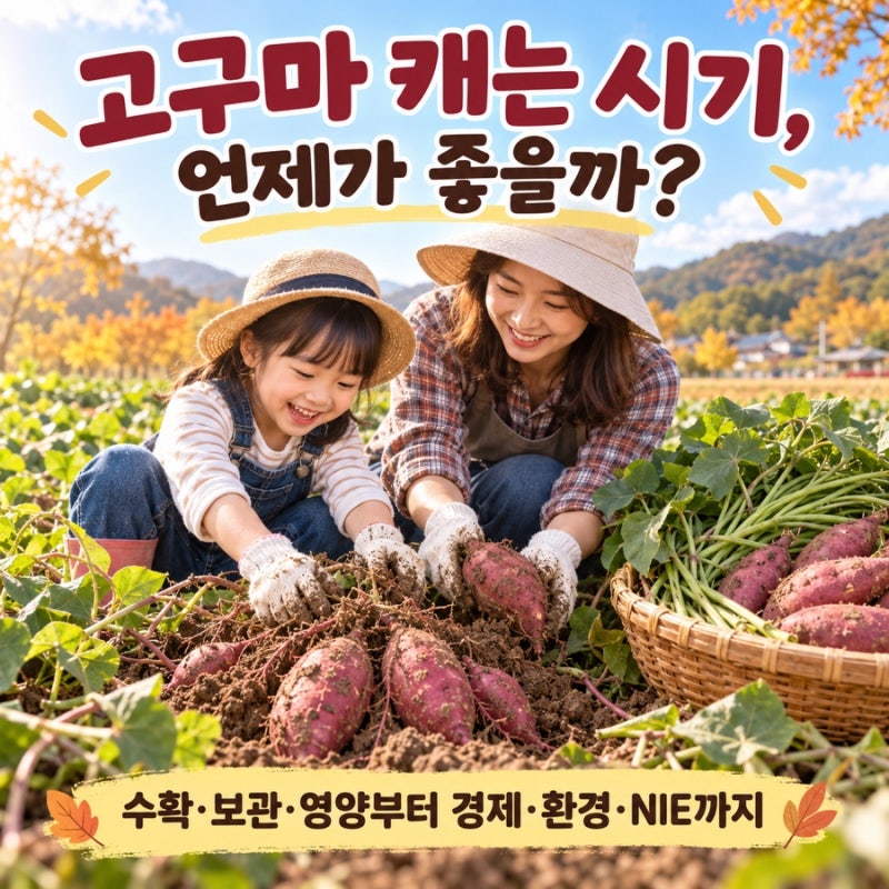 고구마 캐는 시기 언제일까? 수확시기부터 효능·보관법·고구마 줄기 먹는 법까지