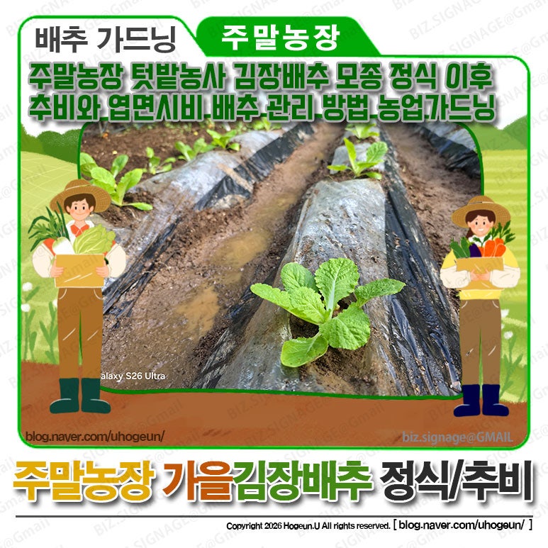 주말농장텃밭농사김장배추모종정식이후추비와엽면시비배추관리방법농업가드닝