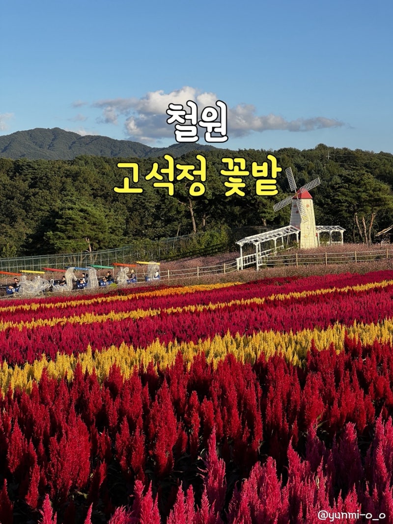 [철원] 고석정 꽃밭_ 가을꽃축제 당일치기 가을여행 강원 아이랑 갈만한 곳