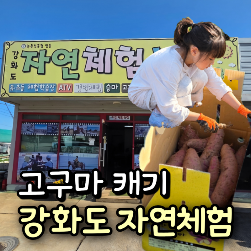 강화도 자연체험농장 고구마캐기｜아이와 가볼만한곳 솔직 후기(가격·예약)