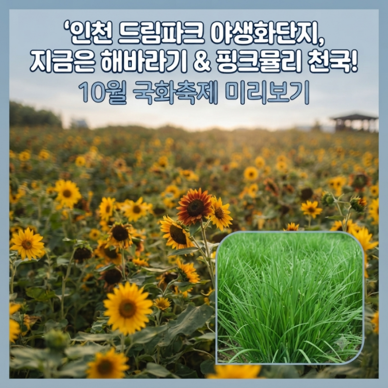 인천 가을 꽃구경 명소, 드림파크 야생화단지에서 해바라기, 핑크뮬리와 국화축제 기다리는 ....