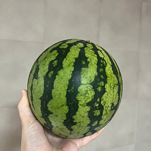 직접 키운 애플수박 수확 성공 심는 시기부터 잘 키우는 방법, 수확시기