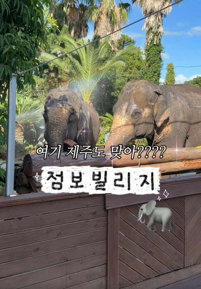 제주도 아기랑 가볼만한곳 실내 코끼리공연 점보빌리지 여기 최고예요!!