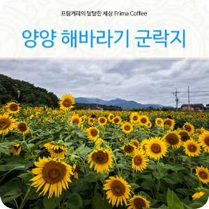 양양가볼만한곳 낙산 해바라기 군락지