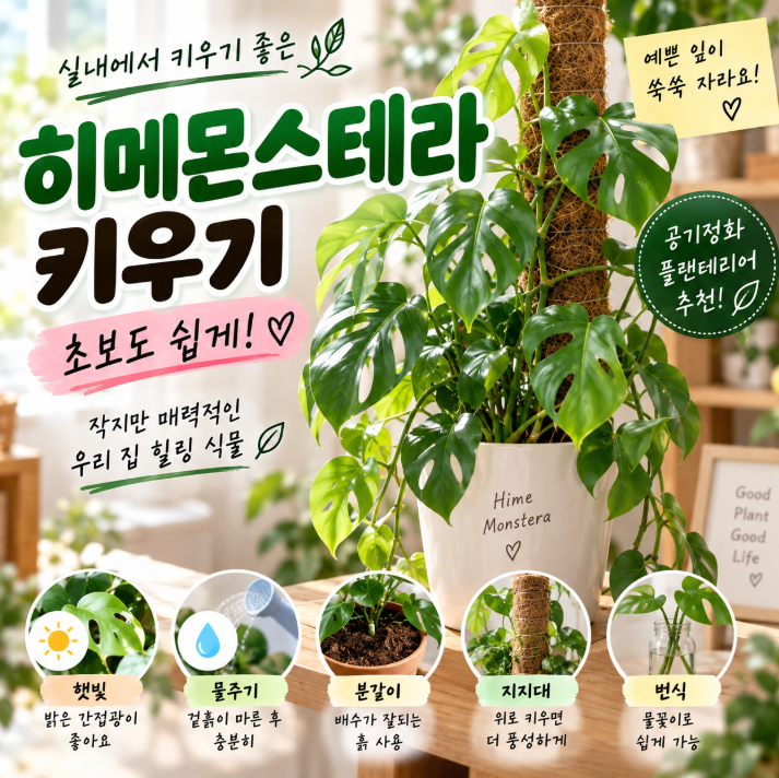히메몬스테라 폭풍성장 비결, 햇빛·물주기·분갈이 한 번에 정리