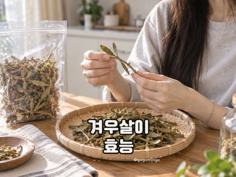 겨우살이 효능 어떤 식물일까? 먹는법과 겨우살이차