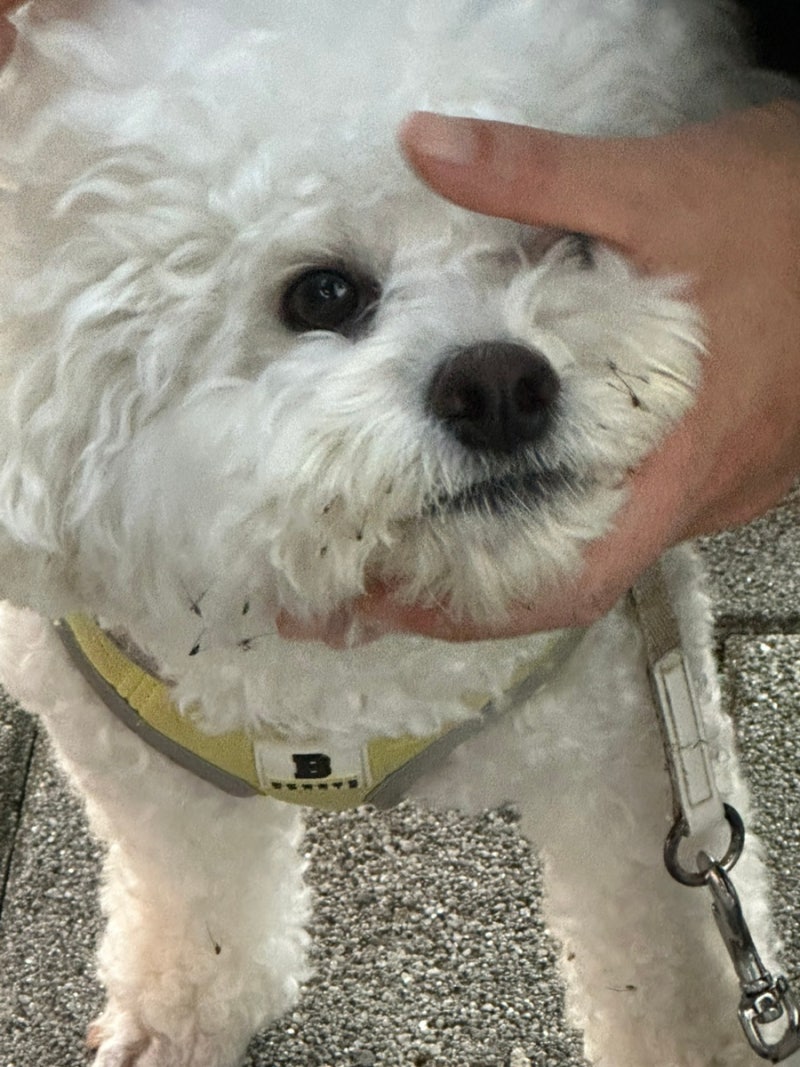 직접 다녀와본 경남 애견동반 산책 여행지 가볼만 한 곳 추천(14곳)