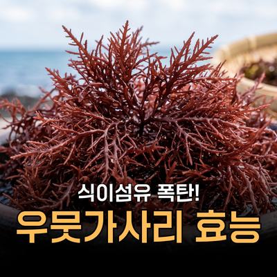 우뭇가사리 효능 무엇인가요? 부작용, 칼로리, 영양성분, 먹는법