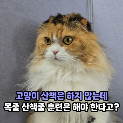 고양이 산책은 하지 않는데, 목줄 산책줄 훈련은 해야 한다고?