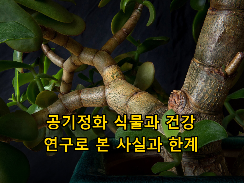 실내 공기정화 식물이 건강에 주는 영향, 연구로 알려진 사실과 한계