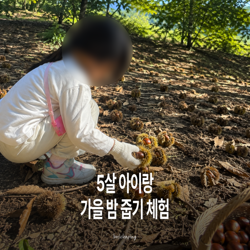 밤줍기 체험시기 딱 지금, 5살 아이와 가려고 찾은 서울근교 밤농장 10곳