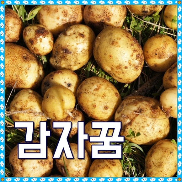 감자꿈 해몽 감자꽃꿈 큰감자꿈 상황별 6가지 풀이
