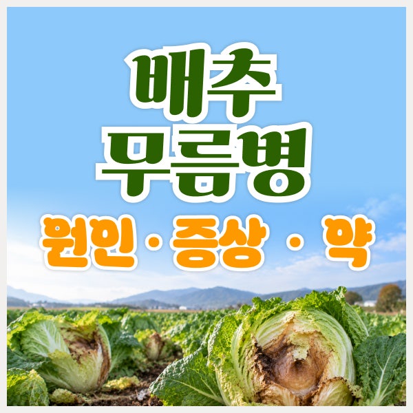 배추 무름병 원인과 증상, 약 선택 전 꼭 확인할 3가지