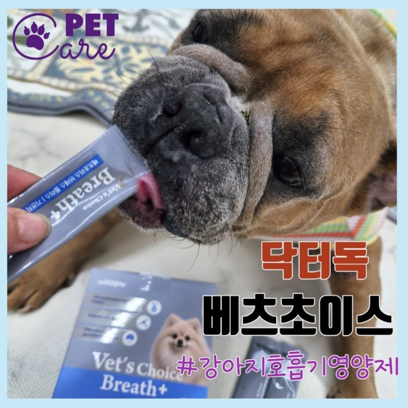 프렌치불독 강아지 호흡기 영양제 기호성 좋은 닥터독 베츠초이스 브레스플러스 츄르 찐후....