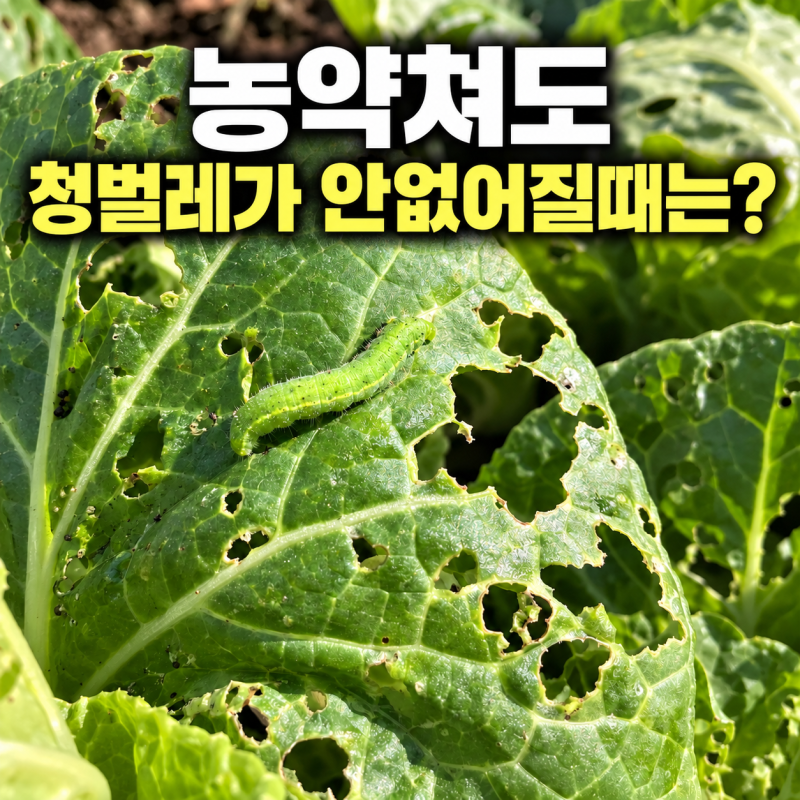 배추 흰나비애벌레 농약쳐도 청벌레 안없어지는 이유가 뭘까