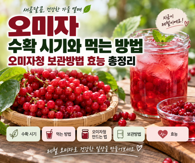 오미자 수확 시기와 먹는 방법 오미자청 보관방법 효능 총정리