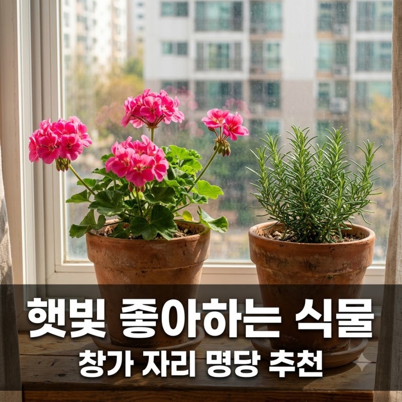 햇빛을 많이 받아야 예뻐지는 식물 추천과 창가 명당의 비밀