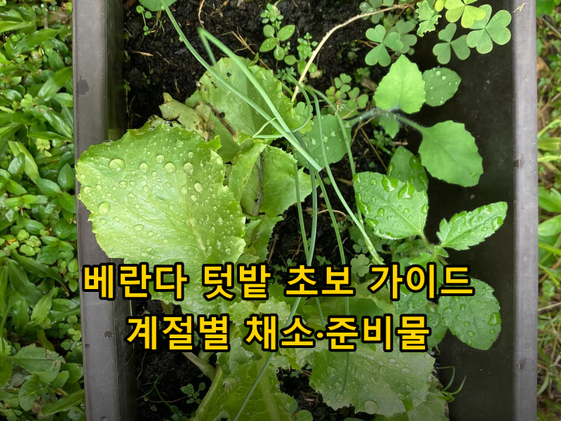 베란다 텃밭 초보 가이드, 계절별로 심기 쉬운 채소와 준비물
