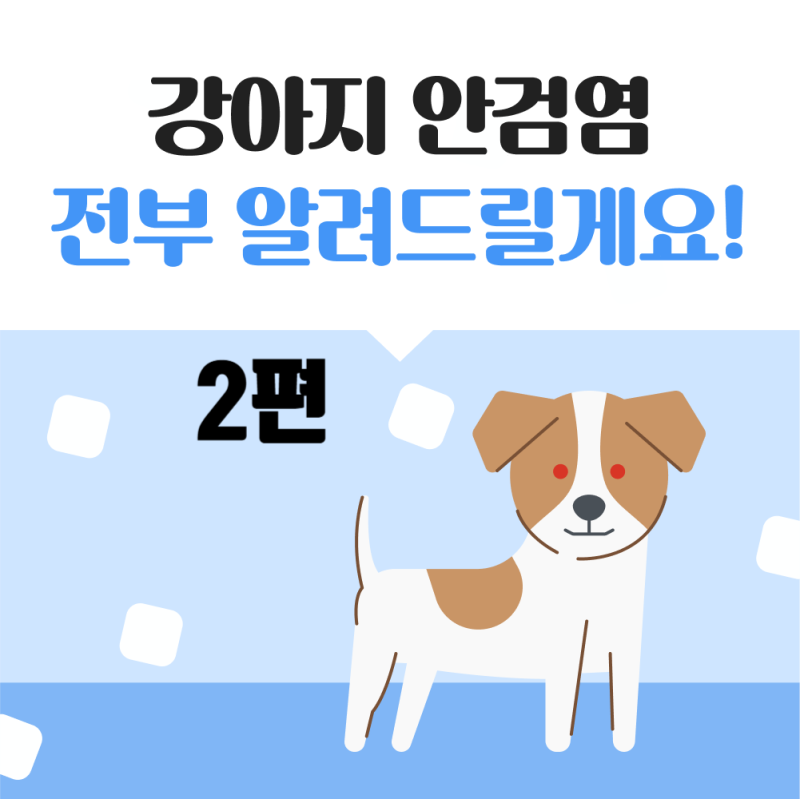 강아지가 눈을 계속 비빈다면 강아지 안검염 치료법과 관리법_당진동물병원