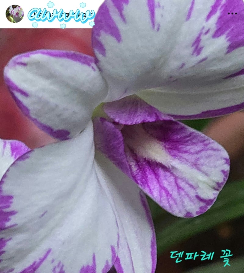 1년 만에 다시 핀 덴파레 (덴드로비움)꽃~~넘 우아하고 화려하지요?ㅎ