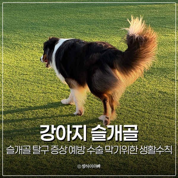 강아지 슬개골 탈구 증상 예방 수술 막기위한 생활수칙