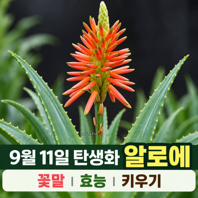 9월 11일 탄생화 알로에 꽃말 알로에 키우기 먹는 알로에 효능