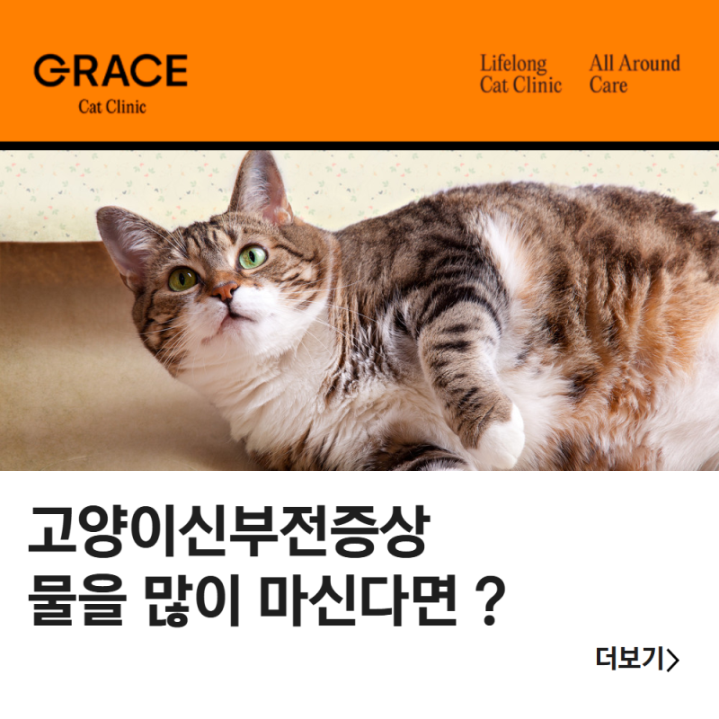 고양이신부전증상, 물을 많이 마신다면 확인해야 할 신호