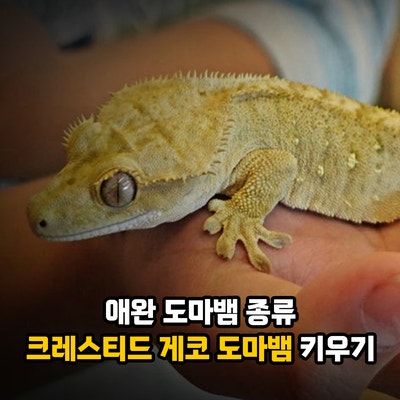 애완 도마뱀 종류 크레스티드 게코 도마뱀 키우기, 먹이 사육방법과 주의해야 할 질병 대처....