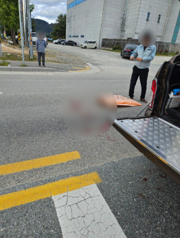 고속도로 로드킬 대처법 신고 전화번호부터 보험처리까지