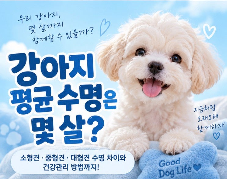 강아지 평균 수명은 몇 살? 소형견·중형견·대형견 수명 차이와 건강관리